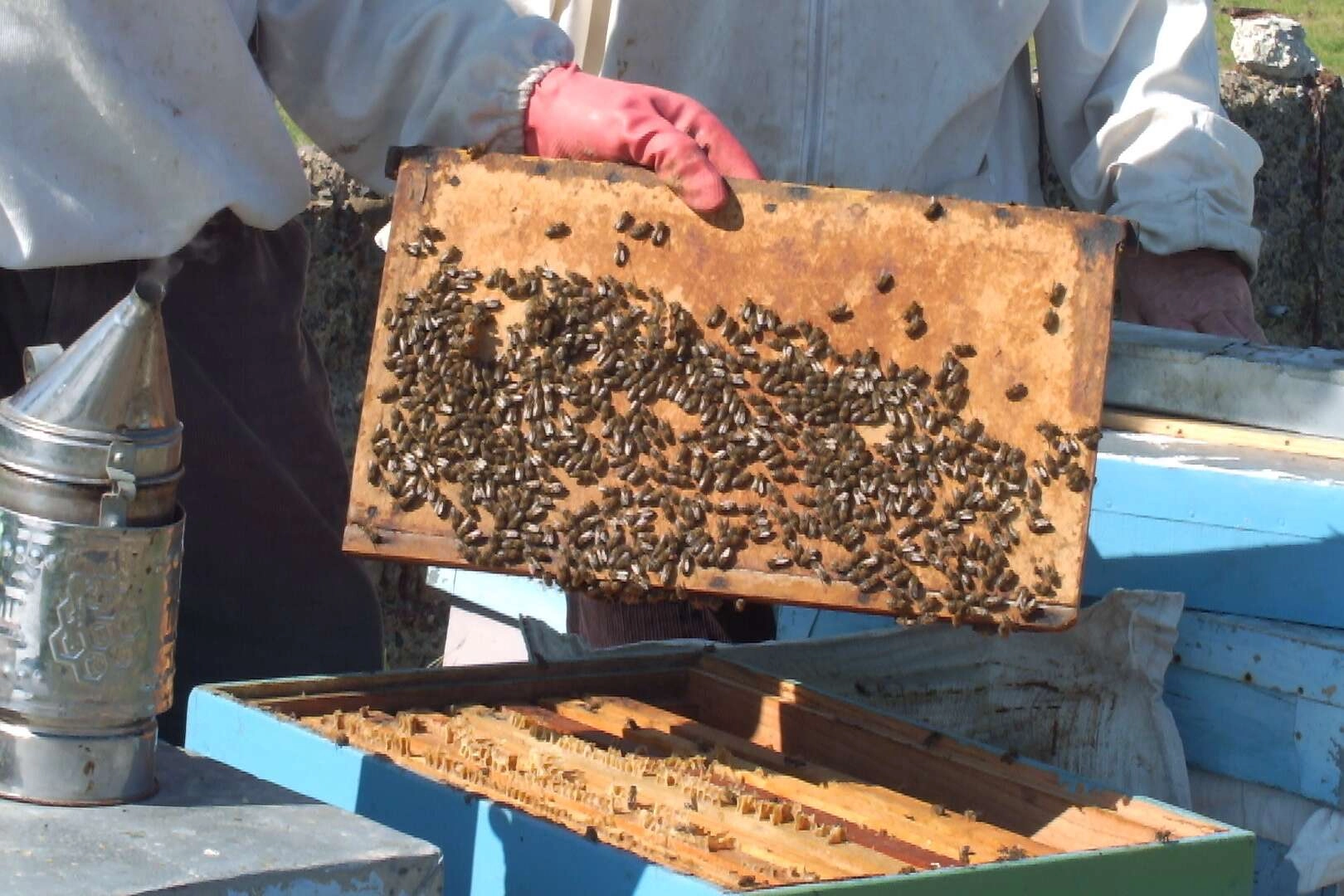 Balıkesir'de son yağışlar arıcıları sevindirdi