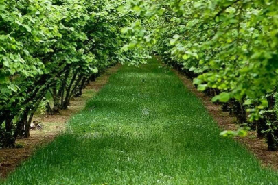 Trabzon Vakfıkebir ilçesinde 1.229 m² fındık bahçesi icradan satılıktır. (çoklu satış)