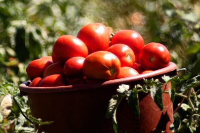 Yenişehir İbrahim Orhan Meslek Yüksekokulu'ndan Yrd. Doç. Dr. Emin Karakaş:  'TARIMDA GELECEK  ORGANİK ÜRETİMDE'