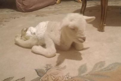 Bacakları ters doğan kuzu görenleri şaşırttı