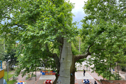 Tarihi çınar ağacı yıllara meydan okuyor