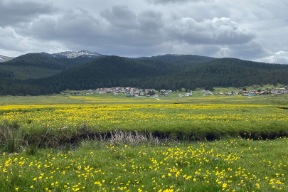 Bolu'nun her mevsim ayrı güzel yaylası: Sarıalan