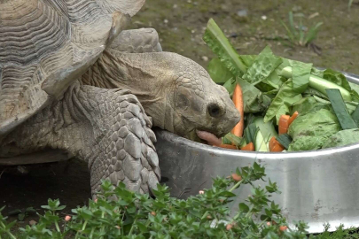 Bursa Zoopark'ta kaplumbağalara Dünya Kaplumbağa Günü'nde ziyafet