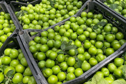 Bursa’nın meşhur gözdeleri ''erik ve kiraz'' satışta