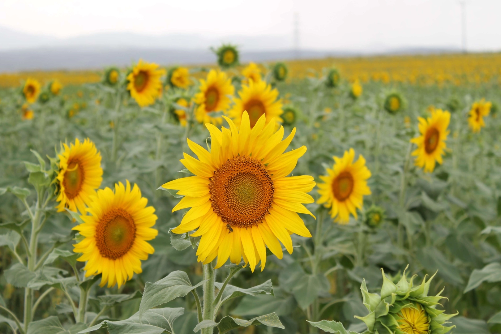 Sulama projesi ayçiçeği üreticisinin yüzünü güldürdü