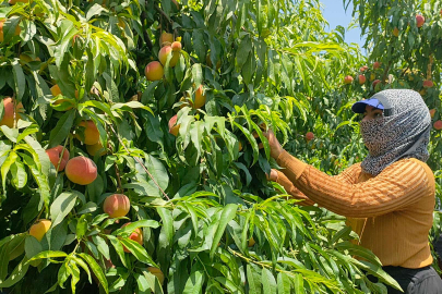 Depremin vurduğu Hatay'da şeftali hasadı başladı