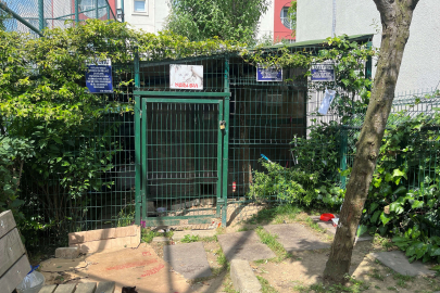 Site yönetiminin kedileri boş araziye attığı iddiası