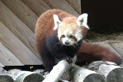 Macaristan’dan getirildi!Bursa’da Kızıl panda ''Bambi''yeni yuvasında