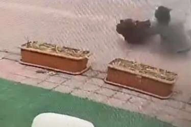 Elektrik teline konan papağanı kurtarmak isteyen gençten acı haber