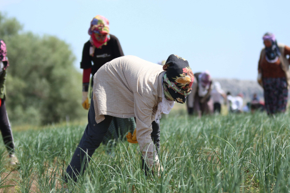Kurbanlık götürdüğü Adana'dan patates işiyle döndü
