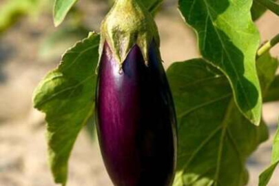 Patlıcan sapının bilinmeyen faydaları ortaya çıktı