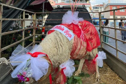 Gelin adaylarına ‘koç gönderme’ geleneği sürüyor
