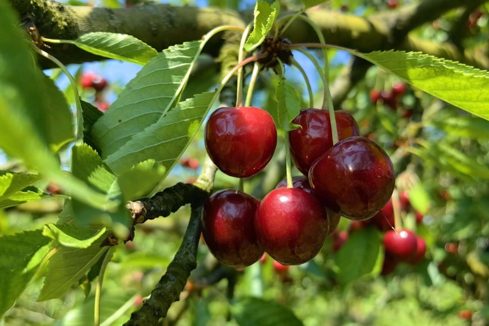 Bursa'dan Avrupa'ya kiraz ihracatı