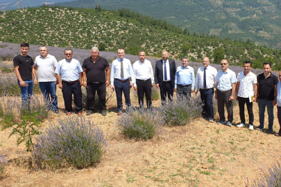 Bursa dağları lavanta  kokuyor!Kozmetik, gıda ve sağlık sektörünün...