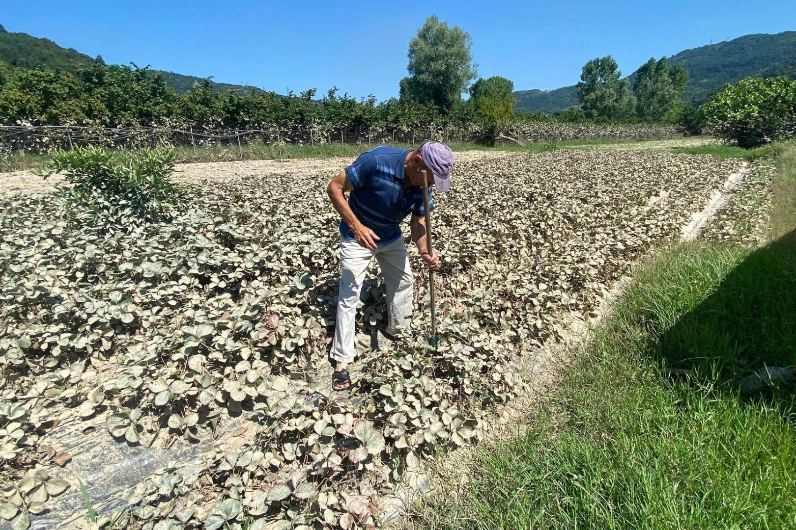 Selden zarar gören tarım arazileri havadan görüntülendi