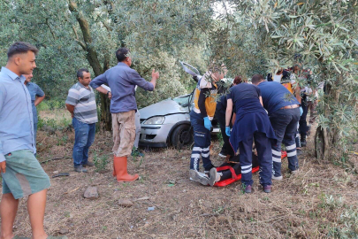 Otomobil zeytinliğe daldı