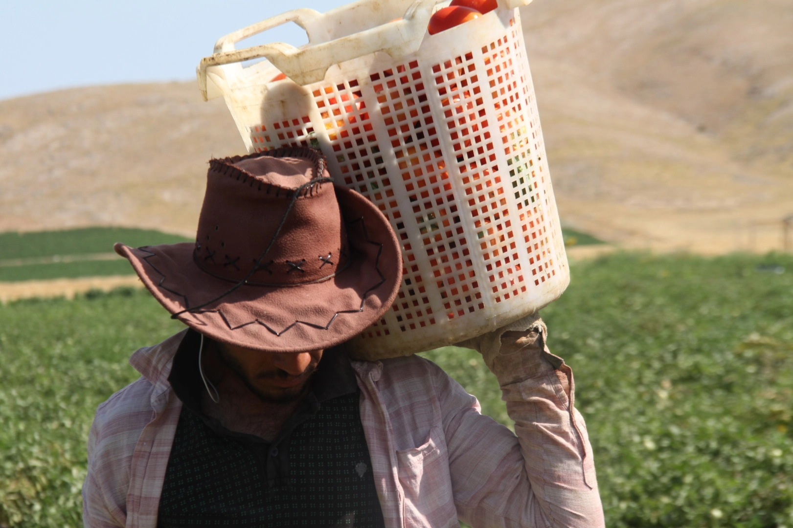 Kavurucu sıcak altında tarlada ekmek mücadelesi