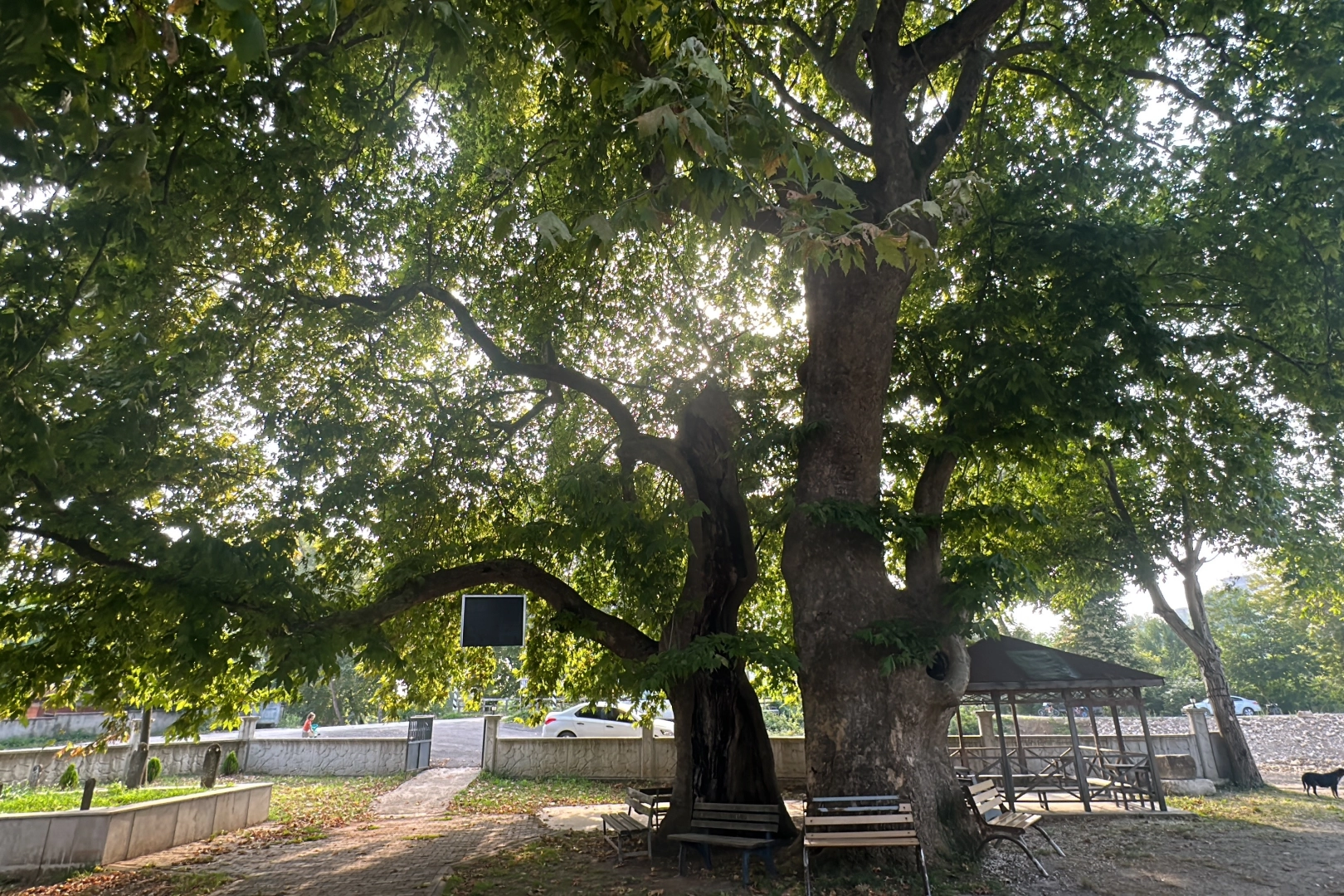 Asırlardır tarihe tanıklık ediyor, artık koruma altında
