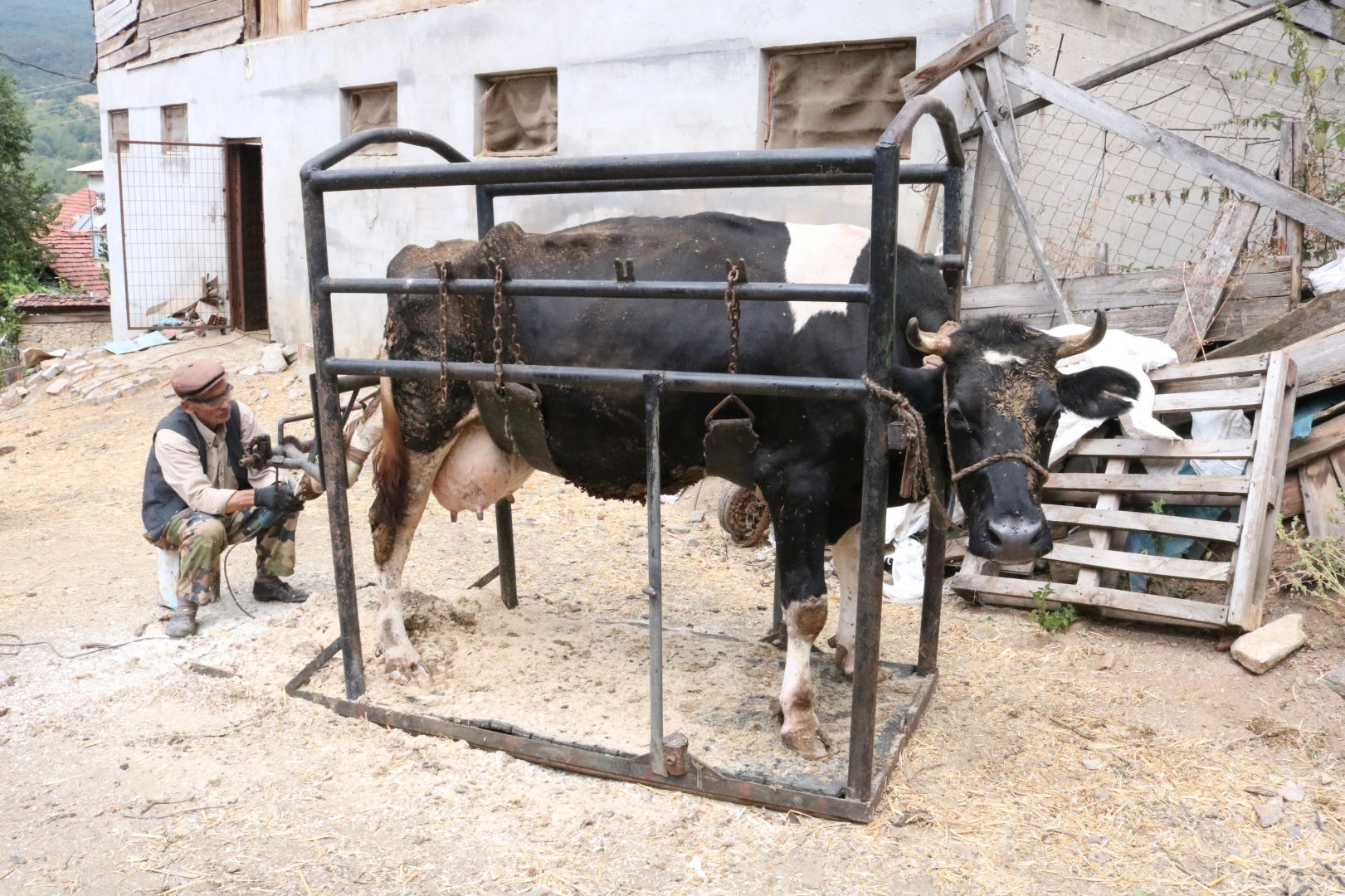 İneklere manikür - pedikür yapıyor