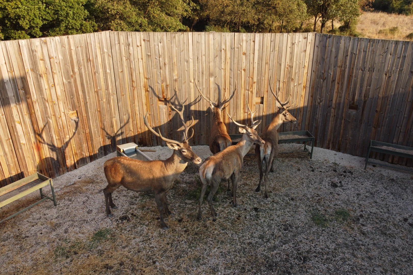 Türkiye’nin ‘Maldivleri’ Salda Gölü kızıl geyiklerine kavuştu