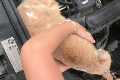 Otomobilin motoruna giren kedisi için gözyaşları döktü