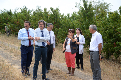 Türkiye’nin en geniş kampüs alanlarına sahip üniversitede hasat zamanı