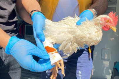 112 Acil gelen sıradışı ihbar!Tavuğum yaralandı!