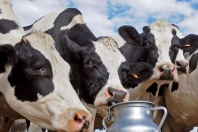 İnekler kesime gitti kovada süt kalmadı!