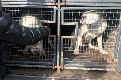 143 yasaklı ırk köpek bakımevine teslim edildi