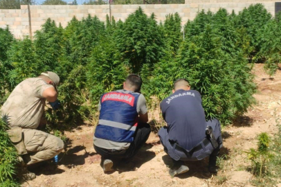 Bahçesine kenevir eken kadın gözaltına alındı