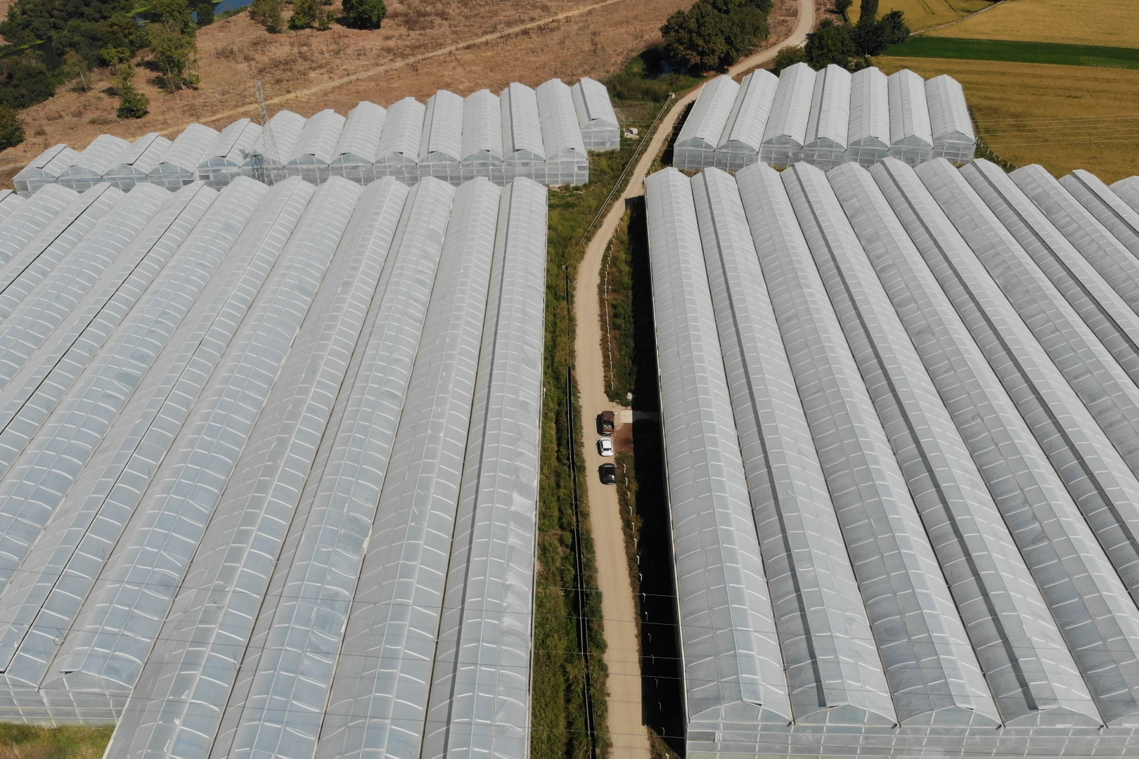 Balıkesir muzu jeotermal serada yetişiyor