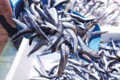 Hamsi bolluğu yaşanıyor! Fiyatı 50 liraya kadar geriledi