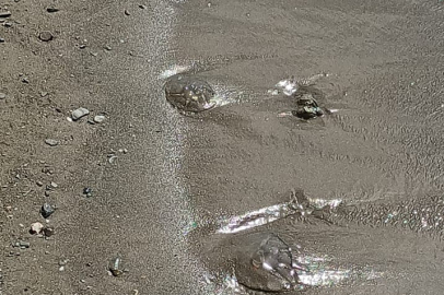 Denizanası istilası! Uzmanlara göre istilanın sebebi neydi?