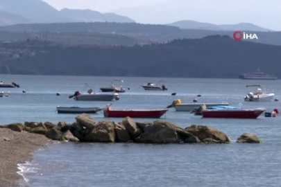 Güney Marmara'da denizanası istilası