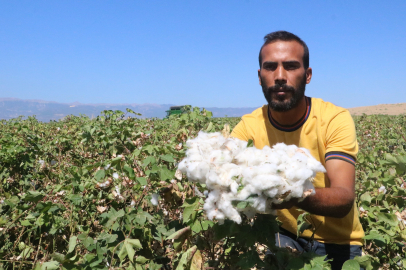 Bereketli topraklarda 'beyaz altın' hasadı başladı