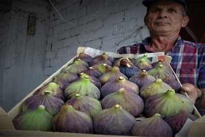 Bursa'da siyah incirin fiyatı üreticiyi tatmin etmiyor