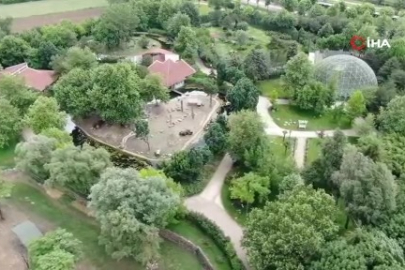 Bursa Hayvanat Bahçesi'nin zebra ailesine 3 yeni üye