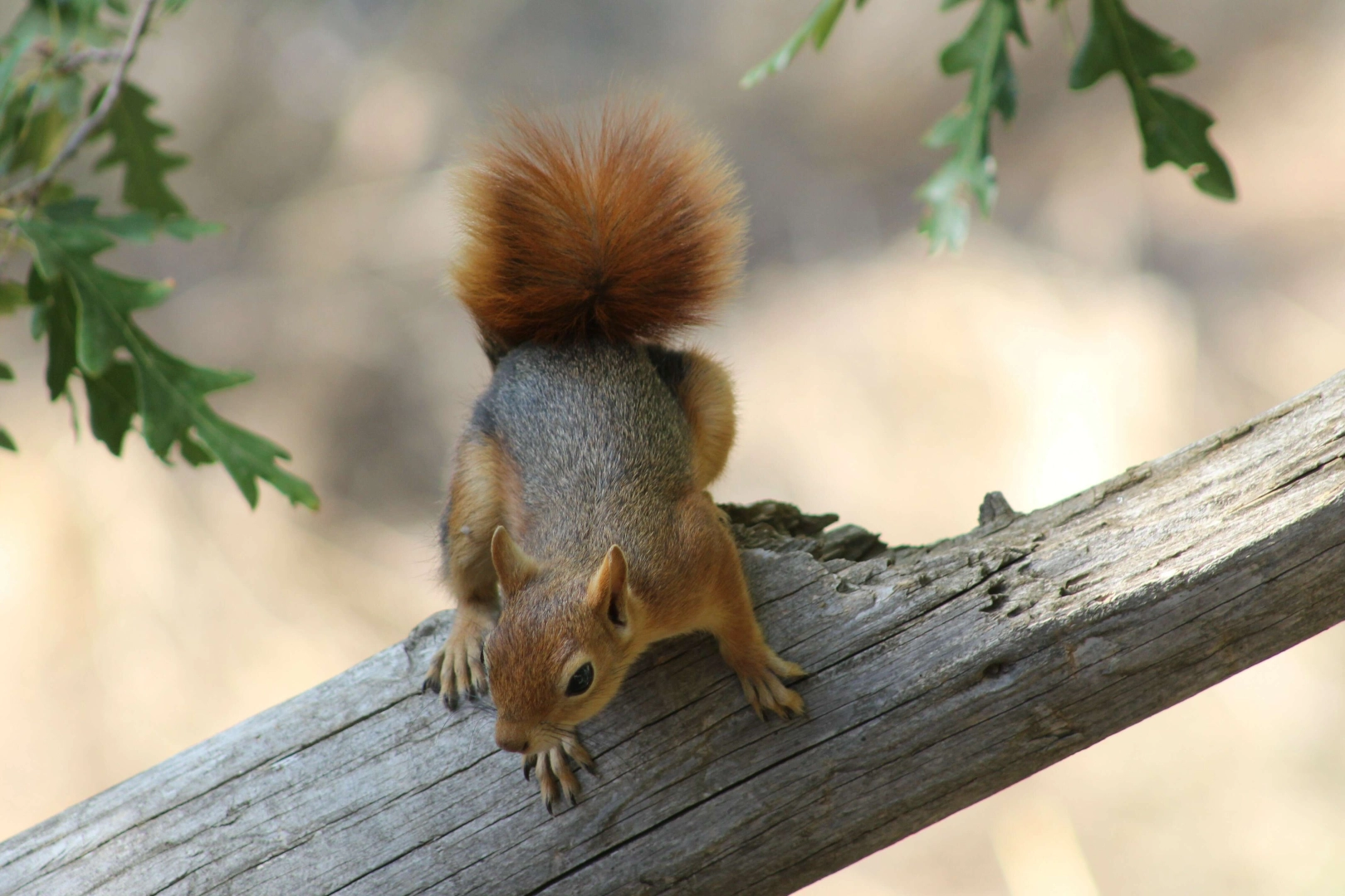 Sincabın meşe palamudu keyfi