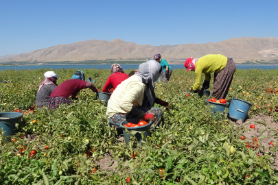 Suların çekildiği baraj sahasında tarımsal üretim