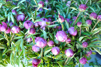 Sivas’ta üretilen şakayıklar dünya pazarına aday