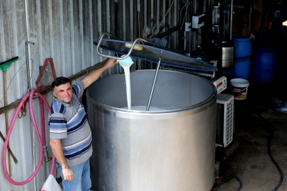 Süt destekleme bedelleri ödeniyor