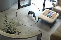 Televizyon kanalına girdi! İzlenme rekorları kıran o video...