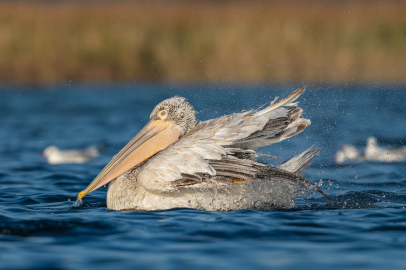 Tepeli pelikanlar bu yıl da görüntülendi