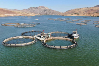 Türk somonu dünyaya yayılıyor