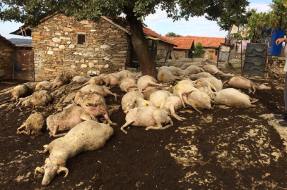 Yıldırım düştü 48 küçükbaş hayvan telef oldu