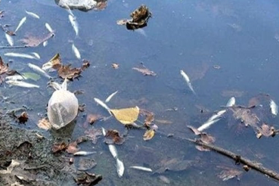Balık ölümlerinin nedeni belli oldu