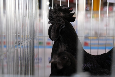 Küçükbaş Hayvancılık Festivali’nde büyük heyecan