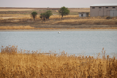 Kuraklık nedeniyle 300 kuş türü tehdit altında