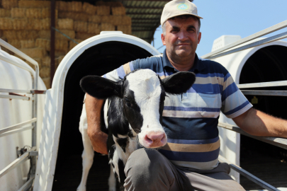 Buzağı destekleme bedelleri ödeniyor