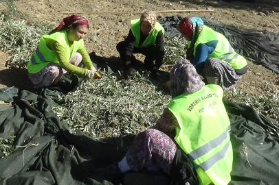 Kazdağlarında zeytin hasadı başladı